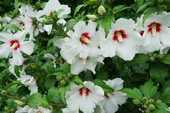 Hibiscus pomisor alb - GHIVECI 3L - MARIME LA LIVRARE 90-110 CM