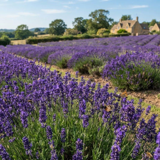 Lavanda Hidcote Blue - Rădăcină Împachetată