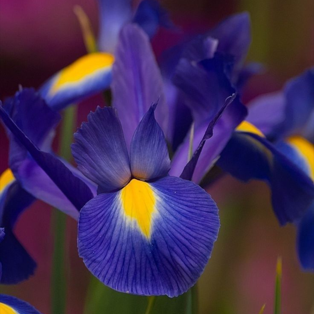 Bulbi Iris Hollandica - Pachet 5 Bulbi - Aqua Flowers