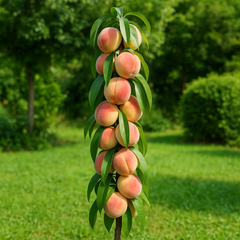 Piersic Columnar Honey - Rădăcină Ambalată Anul 2-3 - Aqua Flowers