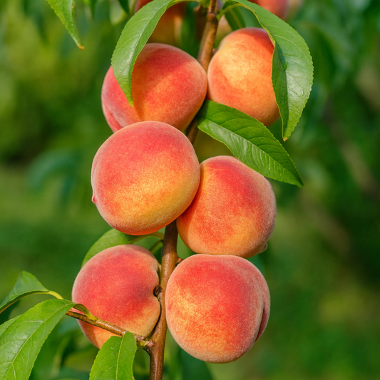 Piersic Columnar Honey - Rădăcină Ambalată Anul 2-3 - Aqua Flowers