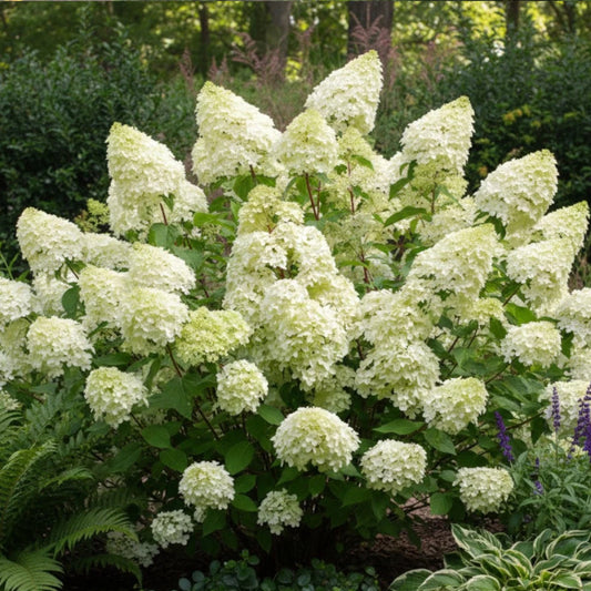 Hortensia Paniculata - Fraise Melba - Ghiveci (Copie)