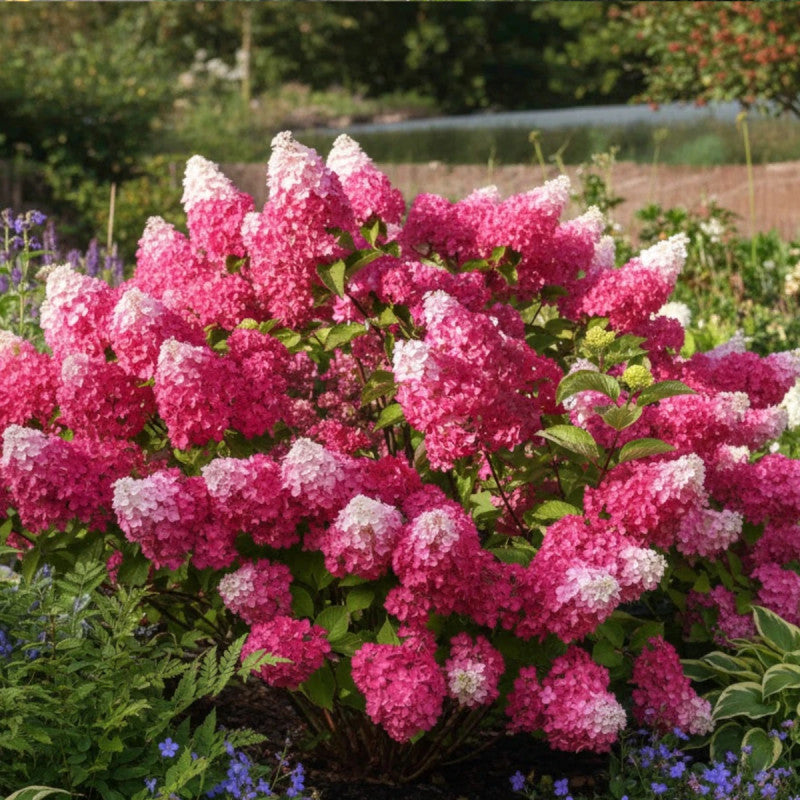 Hortensia Paniculata - Fraise Melba - Ghiveci