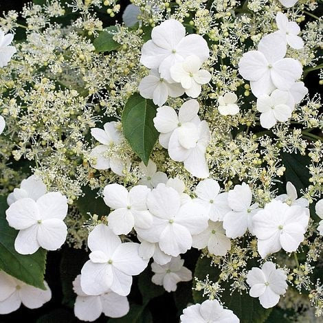Hortensie cataratoare - Petiolaris - Ghiveci 3L - Aqua Flowers