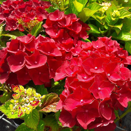 Hortensia Macrophylla - Hot Red - Ghiveci