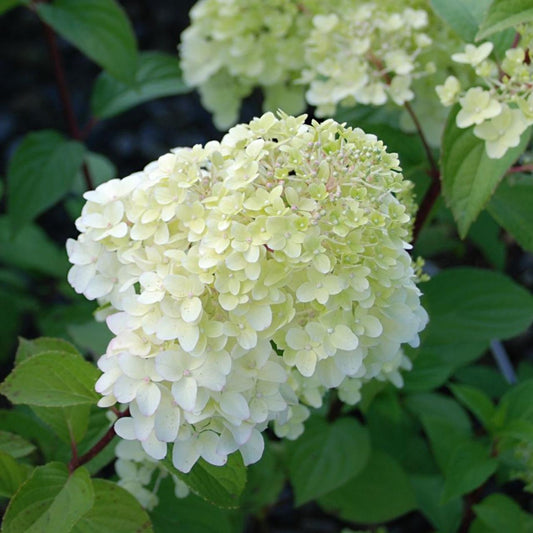 Hortensia Paniculata - Fraise Melba - Ghiveci (Copie)