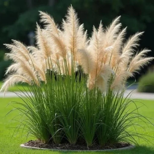 Iarbă de Pampas - Cortaderia Selloana - ghiveci 2L