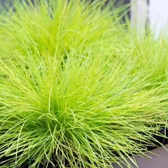 Iarba decorativa aurie - Festuca glauca 'Amigold' - Ghiveci - Inaltime la livrare 20-30cm Aqua Flowers