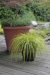 Iarba decorativa aurie - Festuca glauca 'Amigold' - Ghiveci - Inaltime la livrare 20-30cm Aqua Flowers