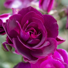 Trandafiri Teahibrizi - Burgundy Iceberg - Rădăcină Ambalată - Aqua Flowers