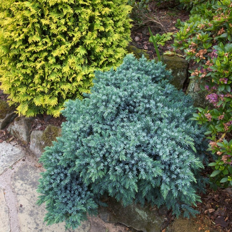 Ienupar - Squamata Blue Star - Ghiveci 2L - H 20 - 30 cm