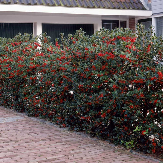 Ilex aquifolium - Malin de Craciun - Ghiveci - Aqua Flowers