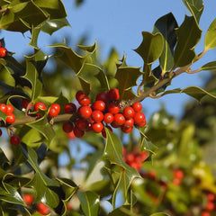Ilex aquifolium - Malin de Craciun - Ghiveci - Aqua Flowers