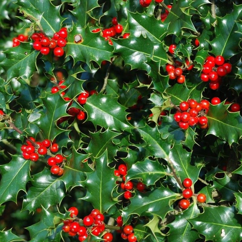 Ilex - (Laur) Mălin de Crăciun - Ghiveci (30 cm)