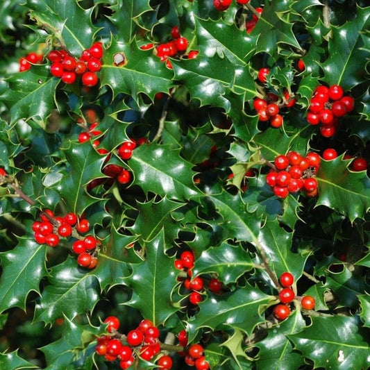 Ilex - (Laur) Mălin de Crăciun - Ghiveci (30 cm)