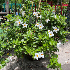 Dipladenia Alba - Ghiveci - 25 - 30 cm