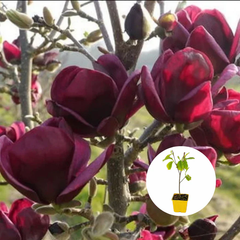 🌈 Magnolia Color Symphony – Colecție Exclusivă cu 4 Magnolii Rare
