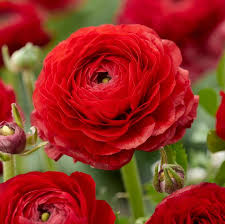 Bulbi Ranunculus Rosu - Piciorul cocosului - Pachet 10 Bulbi - Aqua Flowers