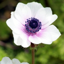 Bulbi Anemone Bicolor White - Pachet 10 Bulbi