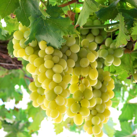 Vita de Vie Italia - Soi de Masă - Rădăcină Anul 2 - Aqua Flowers