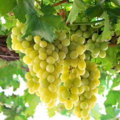 Vita de Vie Italia - Soi de Masă - Rădăcină Anul 2 - Aqua Flowers