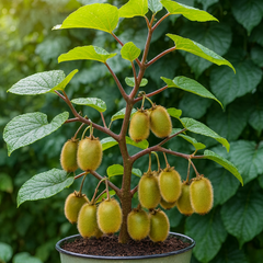 Kiwi – Jenny - ghiveci 3L, marime la livrare 80-100 cm