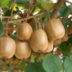 Kiwi – Jenny - ghiveci 3L, marime la livrare 80-100 cm
