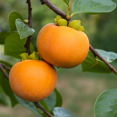 Kaki Tipo - Rădăcină Ambalată Anul 3 - Aqua Flowers