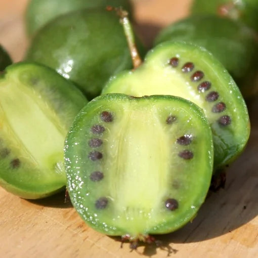 Kiwi Autofertil Issai - Fara Par - Ghiveci 2l - H 50-60 cm