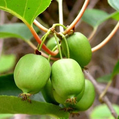 Kiwi Autofertil Issai - Fara Par - Ghiveci 2l - H 50-60 cm