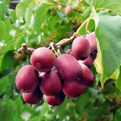 Kiwi Rosu - Actindia Ken Red -ghiveci 2l-marime la livrare 60-70 cm