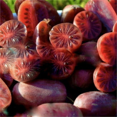 Kiwi Rosu - Actindia Ken Red -ghiveci 2l-marime la livrare 60-70 cm