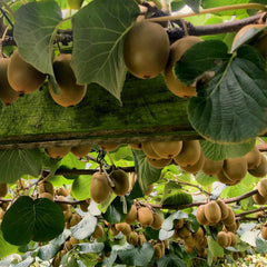 Kiwi autofertil – Solissimo - ghiveci 3L, marime la livrare 80-100 cm