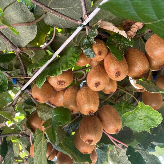 Kiwi autofertil – Solissimo - ghiveci 3L, marime la livrare 80-100 cm