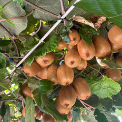 Kiwi autofertil – Solissimo - ghiveci 3L, marime la livrare 80-100 cm