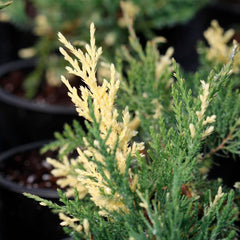 Ienupar - Juniperus White Splash - Ghiveci 2L - H 30 cm