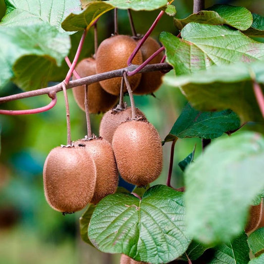 Kiwi autofertil – Solissimo - ghiveci 3L, marime la livrare 80-100 cm