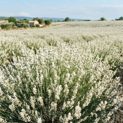 Lavanda Edelweiss (Lavandula angustifolia)-radacina ambalata