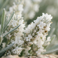 Lavanda Edelweiss (Lavandula angustifolia)-radacina ambalata
