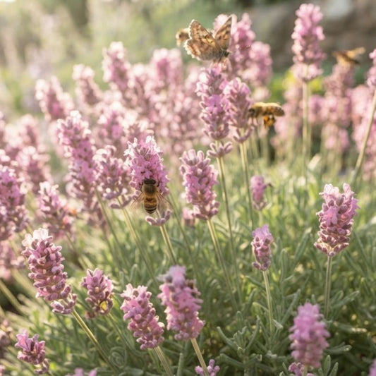 Lavanda Loddon Pink - Roz- Rădăcină Împachetată