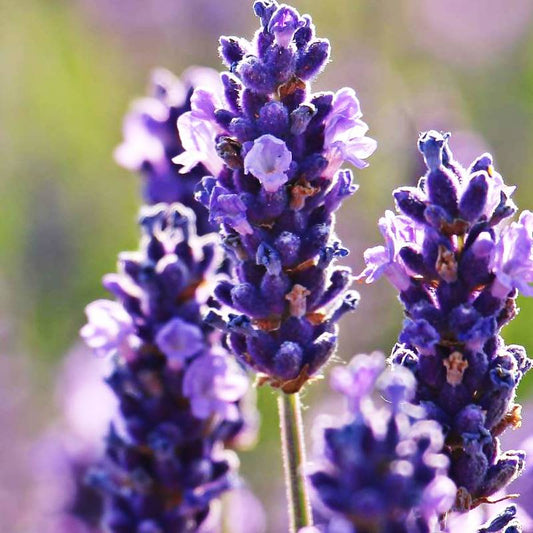 Lavanda Angustifolia Munstead - Ghiveci P9