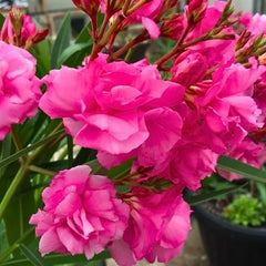Leandru (Nerium Oleander) - Double Pink - ghiveci 50 -60 cm