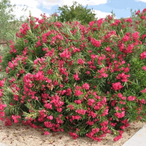 Leandru (Nerium Oleander) - Double Pink - ghiveci 70 - 80 cm