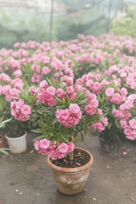 Leandru (Nerium Oleander) - Double Pink - ghiveci 50 -60 cm