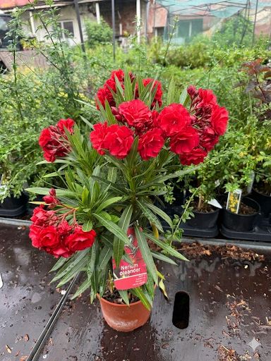 Leandru (Nerium Oleander) - Double Red - ghiveci 50 -60 cm