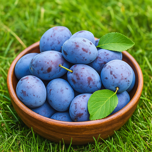 Prun Cacanska Lepotica - Rădăcină Anul 2-3 - Aqua Flowers