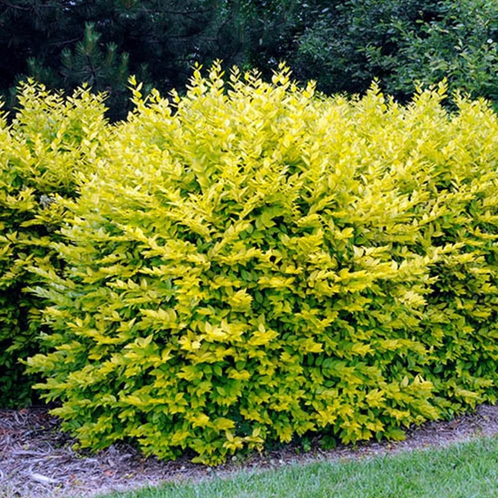 Ligustrum Oval. Aureum - Lemn cainesc - Ghiveci H 40 - 50 cm
