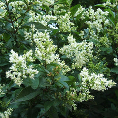 Ligustrum Ovalifolium - Lemn cainesc - Ghiveci 2L - H 50 - 70 cm