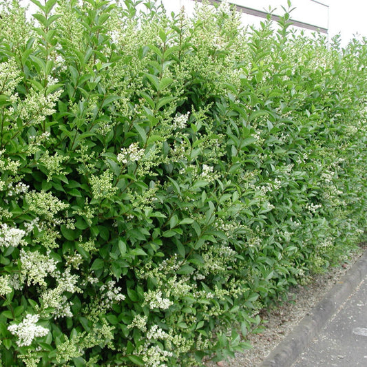 Ligustrum Ovalifolium - Lemn cainesc - Ghiveci 2L - H 50 - 70 cm