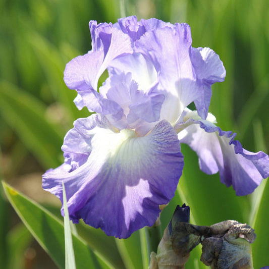 Bulbi Iris Germanica White Lila - 1 Rizom - Aqua Flowers